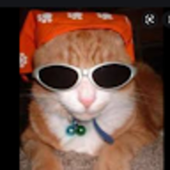 Meet your Posher, Kiki - Picture 1 of 1